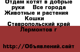 Отдам котят в добрые руки. - Все города Животные и растения » Кошки   . Ставропольский край,Лермонтов г.